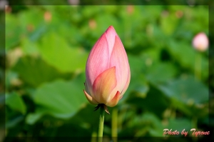 賞荷趣－台大安康農場