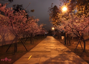 夜櫻試拍_新竹(1P)