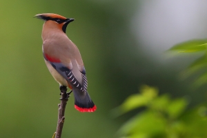 美艷的稀鳥~朱連雀
