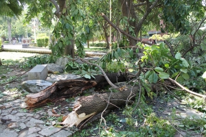 中壢中正公園 打松鼠