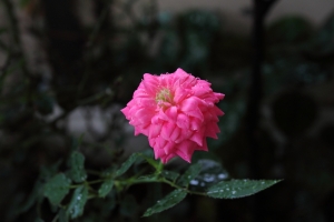 下雨天拍拍家裡的花草