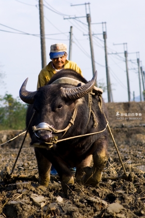 牛耕福田四季春 - 新年快樂