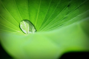 今年來早了,蓮花還開不到5成