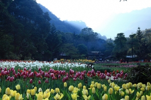 桃源仙谷 鬱金香花田