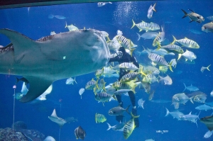 下雨天看魚去~~~