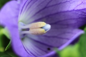 台中wang~~桔梗....南美蟛蜞菊