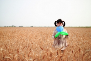 台南學甲。黃金麥田