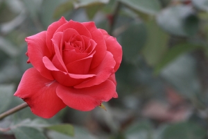 三顆鏡頭看花博