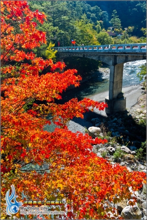 武陵農場‧楓行