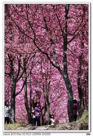 武陵櫻花