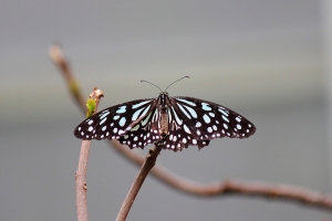 20130414_高雄_金獅湖蝴蝶園&美術館(55-250拍滴)