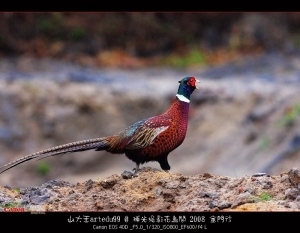 2008漫遊金門_野鳥篇