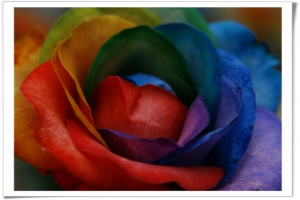 彩虹玫瑰