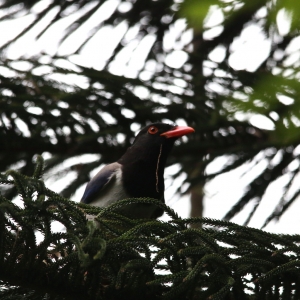 28/4 青公紅嘴藍鵲(圖多)