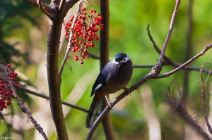 大雪山的鳥-白耳畫眉