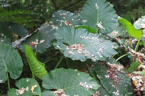 血桐花與油桐的探究1_血桐 _by jyp.