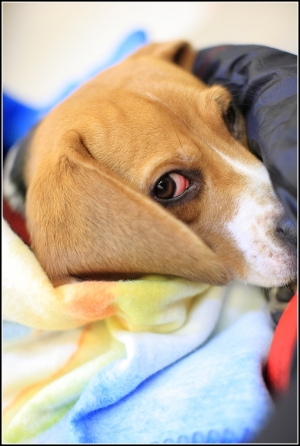 無辜的臉(米格魯)