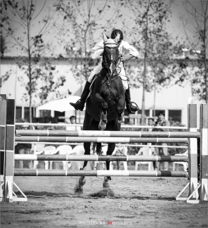 ——————马术————————