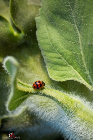 小小bug