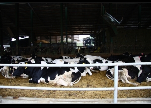 大小王子@四方鮮乳牧場!