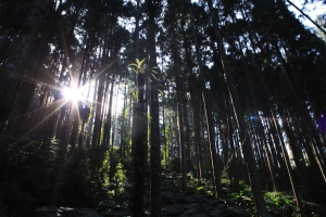 初四的溪頭~~一張流~~