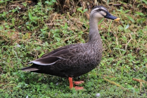 花嘴鴨(斑嘴鴨)