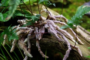 Sophies植物微距攝影集113