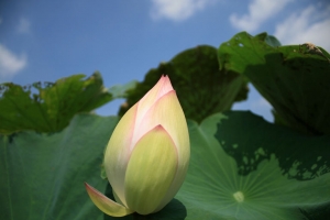 后里-中社觀光花市