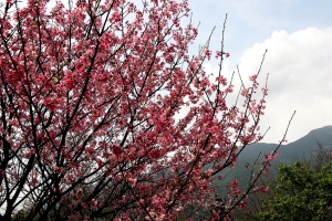 2010 陽明山花季