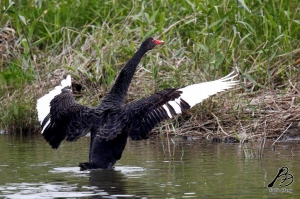 雜鳥圖<3>菜鳥貼圖,請多指教.....