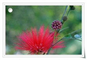 五股水碓公園-不知名的花