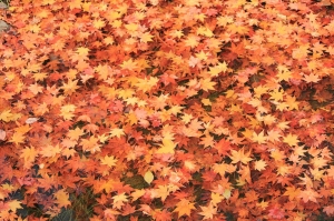 <賞楓趣>日本國營昭和公園~第二部