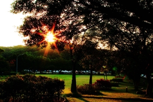 校園大草原+夕陽 24-105mm L
