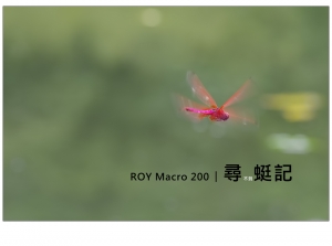 R O Y Macro 2 0 0 │ 尋 不 到 蜓 記