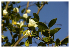 Sophies植物微距攝影集122