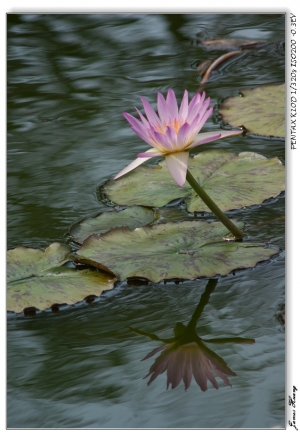 Keep Going...。20090514和0715植物園