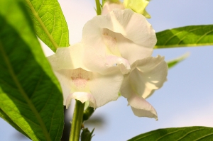 Sophies植物微距攝影集013