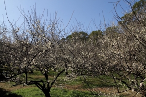 2012 清華大學 梅園