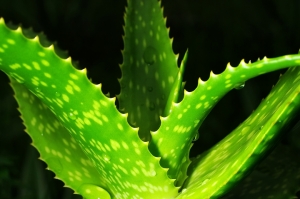Sophies植物微距攝影集045