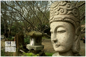 [南庄]鬍鬚梅園賞梅去