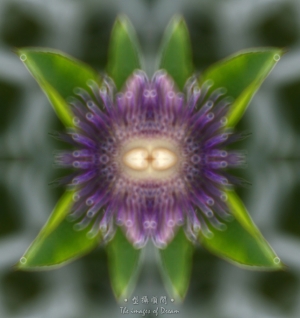 雨后的花