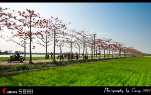 來去白河走走吧!