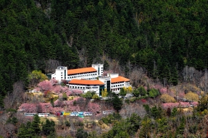 武陵櫻花［一］— 富野櫻花區