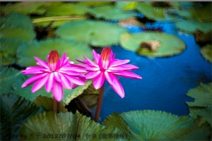 今年夏天在台東遇見美麗 睡蓮!