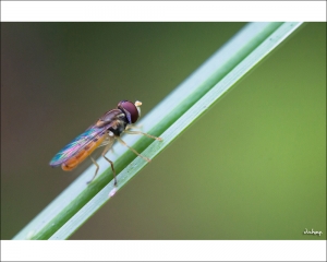 ::: Little Insects 小蟲蟲 II (完結篇） by DV :::