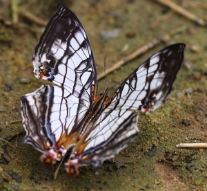 百微眼中的蝴蝶