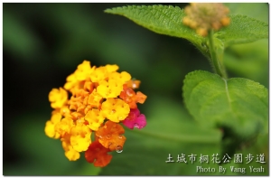 土城市桐花公園步道