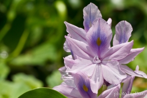 布袋蓮‧大埔水庫的夢靨