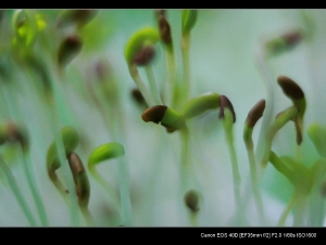 自己家種自己吃的苜蓿芽