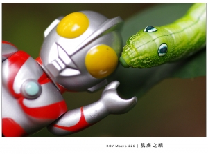 ROY MACRO 226 - 肌膚之親